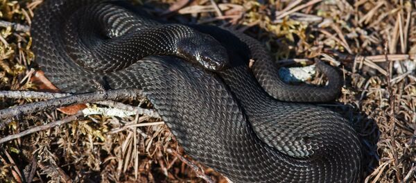 Змея в траве Змея в траве - Sputnik Արմենիա