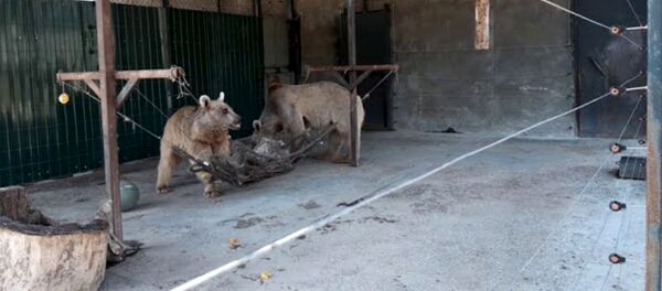 Спасенные медведи в WRC - Sputnik Արմենիա