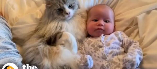 Реакция кота на новорожденную малышку - Sputnik Армения