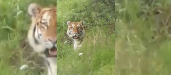 Жулик, не воруй! В Приморском крае тигр украл ведро у рыбаков Жулик, не воруй! В Приморском крае тигр украл ведро у рыбаков - Sputnik Армения