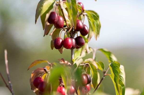Витаминный бум по-армянски: самые полезные осенние фрукты и овощи - Sputnik Армения
