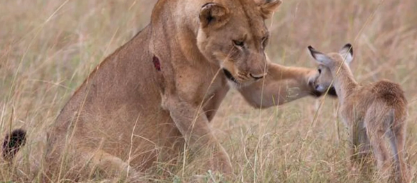 Удивительное видео, как животные проявляют милосердие в дикой природе - Sputnik Армения