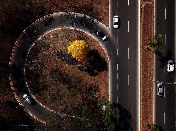 Цветение дерева ипе в Бразилии  - Sputnik Армения