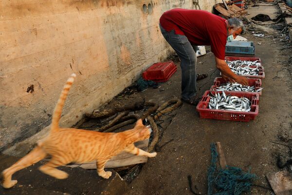 Рыбак с уловом и кот в морском порту Газы - Sputnik Армения