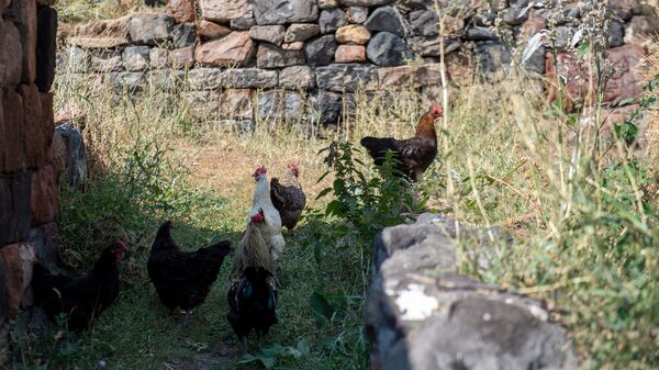 Курицы в селе Джрадзор в Ширакской области - Sputnik Արմենիա