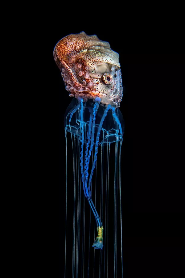 Снимок The Hitchhiker шведского фотографа Magnus Lundgren, победивший в категории Animal Behaviour конкурса Nature inFocus Photo Awards 2020 Снимок The Hitchhiker шведского фотографа Magnus Lundgren, победивший в категории Animal Behaviour конкурса Nature inFocus Photo Awards 2020 - Sputnik Армения