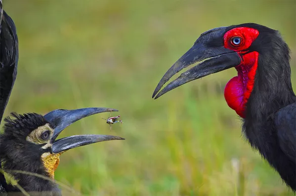 Снимок Breed The Red индийского фотографа Varun Thakkar, получивший особое упоминание в категории Animal Behaviour конкурса Nature inFocus Photo Awards 2020 Снимок Breed The Red индийского фотографа Varun Thakkar, получивший особое упоминание в категории Animal Behaviour конкурса Nature inFocus Photo Awards 2020 - Sputnik Армения