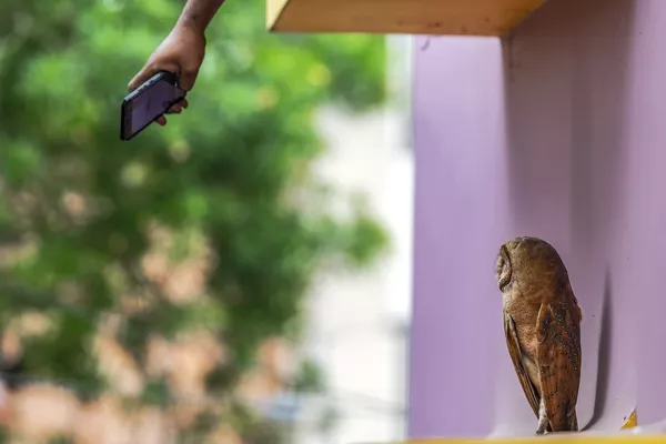 Снимок Life In The City индийского фотографа Krishnendu Mitra, получивший особое упоминание в категории Conservation Issues конкурса Nature inFocus Photo Awards 2020 Снимок Life In The City индийского фотографа Krishnendu Mitra, получивший особое упоминание в категории Conservation Issues конкурса Nature inFocus Photo Awards 2020 - Sputnik Армения