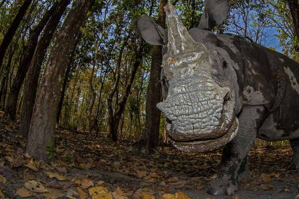 Снимок Rhino’s Day Out фотографа Soumabrata Moulick, завоевавший 2-ое место в категории Animal Portraits конкурса Nature inFocus Photo Awards 2020 - Sputnik Армения