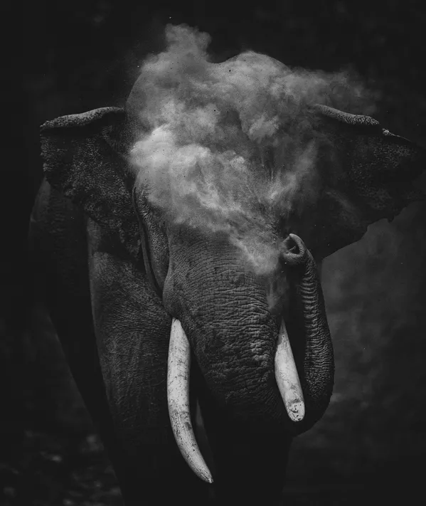 Снимок Dust To Dust фотографа Sitara Karthikeyan, победивший в категории Young Photographer конкурса Nature inFocus Photo Awards 2020 Снимок Dust To Dust фотографа Sitara Karthikeyan, победивший в категории Young Photographer конкурса Nature inFocus Photo Awards 2020 - Sputnik Армения