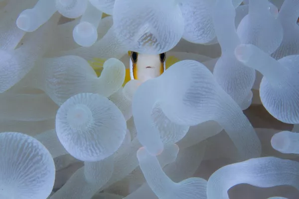 Снимок A Nemo, An Anemone фотографа Digant Desai, завоевавший особое упоминание в категории Wildscape & Animals in Habitat конкурса Nature inFocus Photo Awards 2020 Снимок A Nemo, An Anemone фотографа Digant Desai, завоевавший особое упоминание в категории Wildscape & Animals in Habitat конкурса Nature inFocus Photo Awards 2020 - Sputnik Армения
