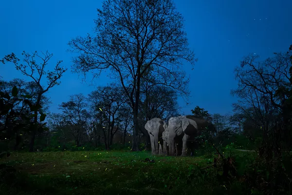 Снимок A Mirage In The Night фотографа Nayan Jyoti Das, победивший в категории Creative Nature Photography конкурса Nature inFocus Photo Awards 2020 Снимок A Mirage In The Night фотографа Nayan Jyoti Das, победивший в категории Creative Nature Photography конкурса Nature inFocus Photo Awards 2020 - Sputnik Армения