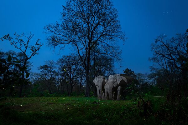 Снимок A Mirage In The Night фотографа Nayan Jyoti Das, победивший в категории Creative Nature Photography конкурса Nature inFocus Photo Awards 2020 - Sputnik Армения