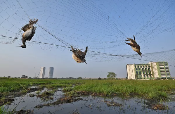 Снимок Ambush In The Sky индийского фотографа Abhijit Addya, получивший особое упоминание в категории Conservation Issues конкурса Nature inFocus Photo Awards 2020 Снимок Ambush In The Sky индийского фотографа Abhijit Addya, получивший особое упоминание в категории Conservation Issues конкурса Nature inFocus Photo Awards 2020 - Sputnik Армения