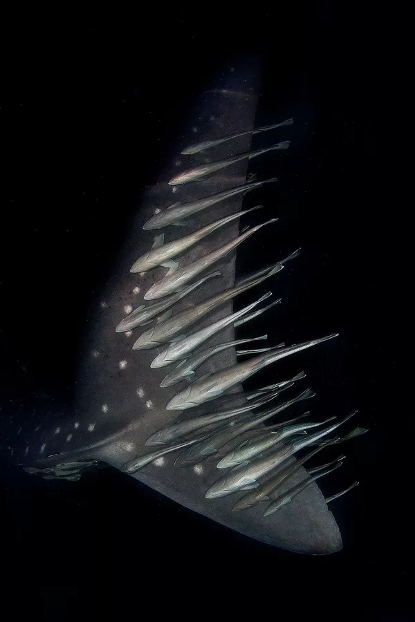 Снимок Uber Underwater шведского фотографа Magnus Lundgren, получивший особое упоминание в категории Wildscape & Animals in Habitat конкурса Nature inFocus Photo Awards 2020 Снимок Uber Underwater шведского фотографа Magnus Lundgren, получивший особое упоминание в категории Wildscape & Animals in Habitat конкурса Nature inFocus Photo Awards 2020 - Sputnik Армения