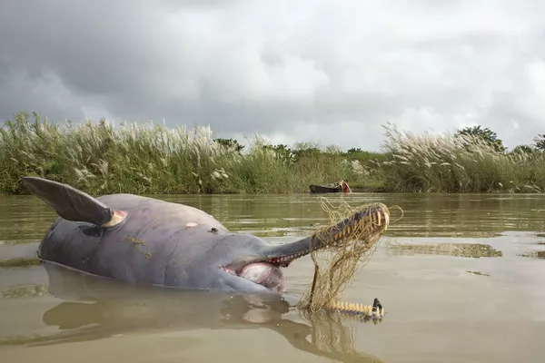 Снимок Death On The Ganges индийского фотографа Ganesh Chowdhury, получивший особое упоминание в категории Conservation Issues конкурса Nature inFocus Photo Awards 2020 Снимок Death On The Ganges индийского фотографа Ganesh Chowdhury, получивший особое упоминание в категории Conservation Issues конкурса Nature inFocus Photo Awards 2020 - Sputnik Армения