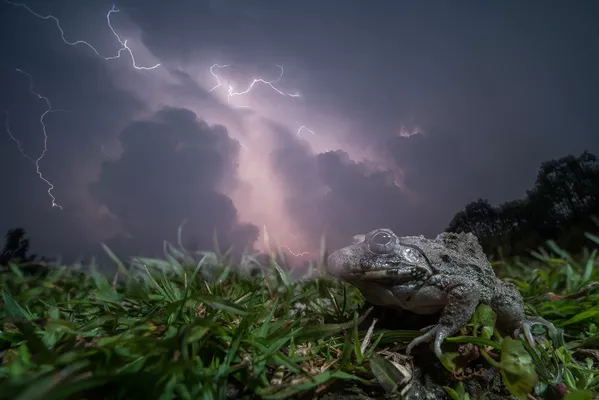 Снимок Monsoon Matchmaking индийского фотографа Ripan Biswas, получивший особое упоминание в категории Animal Portraits конкурса Nature inFocus Photo Awards 2020 Снимок Monsoon Matchmaking индийского фотографа Ripan Biswas, получивший особое упоминание в категории Animal Portraits конкурса Nature inFocus Photo Awards 2020 - Sputnik Армения
