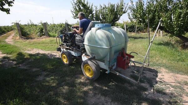 Русская жена, девичья краса винограда и мутант ЕрАз: до чего доводит тоска по Армении - Sputnik Армения