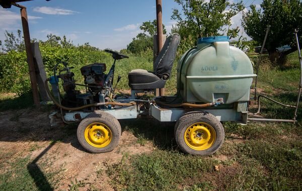 Русская жена, девичья краса винограда и мутант ЕрАз: до чего доводит тоска по Армении - Sputnik Армения