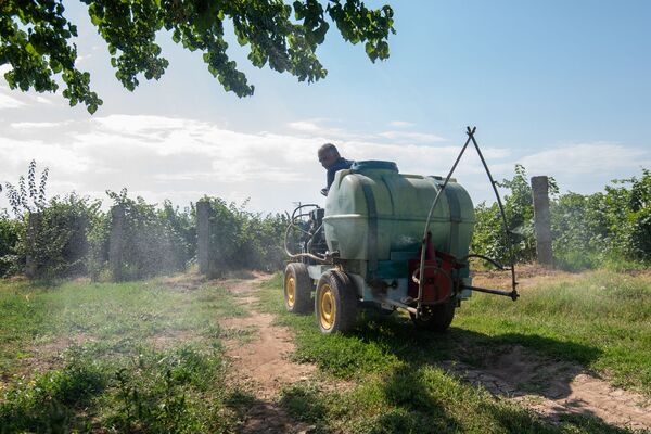 Այգեգործը նախարարից լավ է. արմավիրցի Երեմի 100 տեսակի աղջիկ-խաղողներն ու ինքնաշեն տրակտորը Այգեգործը նախարարից լավ է. արմավիրցի Երեմի 100 տեսակի աղջիկ-խաղողներն ու ինքնաշեն տրակտորը - Sputnik Արմենիա