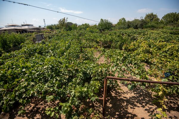 Русская жена, девичья краса винограда и мутант ЕрАз: до чего доводит тоска по Армении - Sputnik Армения