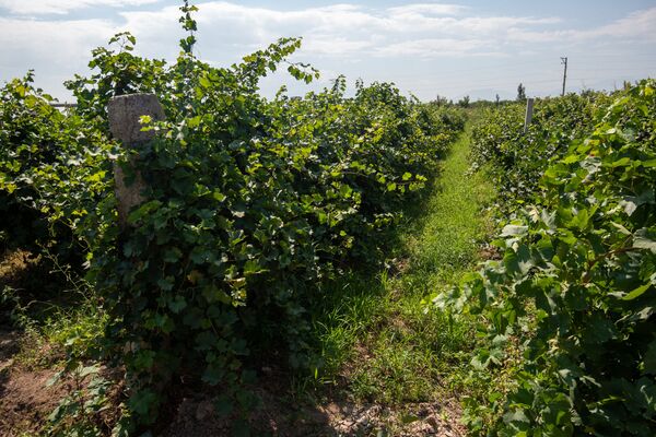 Այգեգործը նախարարից լավ է. արմավիրցի Երեմի 100 տեսակի աղջիկ-խաղողներն ու ինքնաշեն տրակտորը Այգեգործը նախարարից լավ է. արմավիրցի Երեմի 100 տեսակի աղջիկ-խաղողներն ու ինքնաշեն տրակտորը - Sputnik Արմենիա