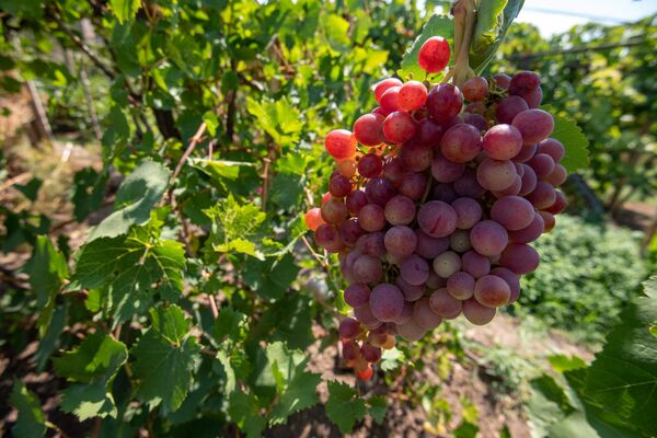 Այգեգործը նախարարից լավ է. արմավիրցի Երեմի 100 տեսակի աղջիկ-խաղողներն ու ինքնաշեն տրակտորը Այգեգործը նախարարից լավ է. արմավիրցի Երեմի 100 տեսակի աղջիկ-խաղողներն ու ինքնաշեն տրակտորը - Sputnik Արմենիա