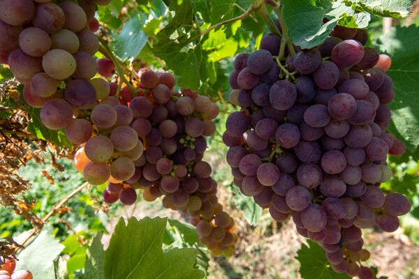 Русская жена, девичья краса винограда и мутант ЕрАз: до чего доводит тоска по Армении - Sputnik Армения