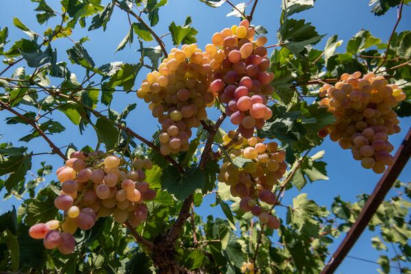 Այգեգործը նախարարից լավ է. արմավիրցի Երեմի 100 տեսակի աղջիկ-խաղողներն ու ինքնաշեն տրակտորը Այգեգործը նախարարից լավ է. արմավիրցի Երեմի 100 տեսակի աղջիկ-խաղողներն ու ինքնաշեն տրակտորը - Sputnik Արմենիա