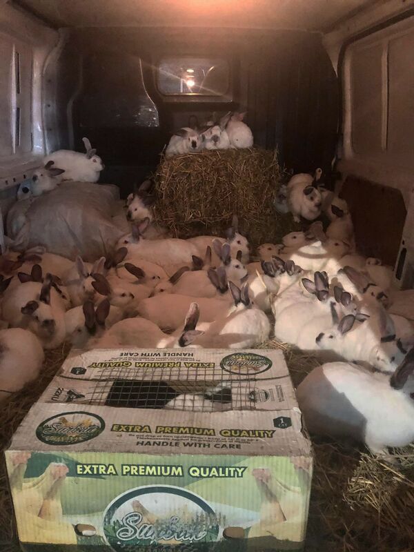 Кролики под пулями, или Как в приграничном Айгепаре не боятся открыть крупное производство - Sputnik Армения