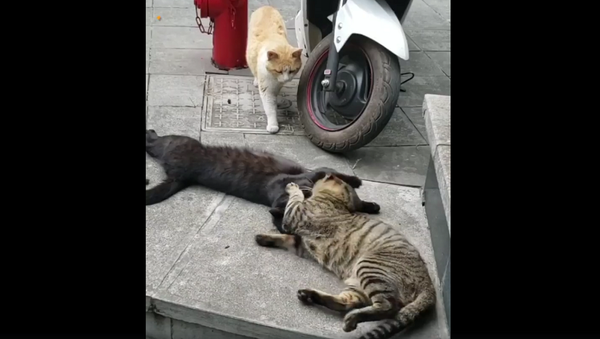 Кот застукал кошку с любовником – смешное видео животной драмы - Sputnik Армения