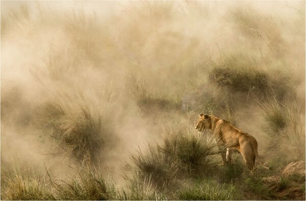 Снимок Lioness in a sandstorm фотографа Diana Knight, ставший финалистом в категории NATURE конкурса National Geographic Traveller Photography Competition 2020 - Sputnik Армения