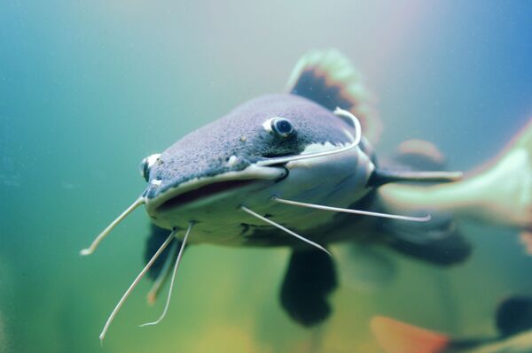 Самые полезные для организма человека виды рыб Самые полезные для организма человека виды рыб - Sputnik Армения