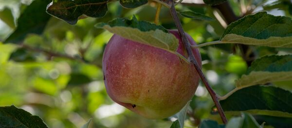 Яблоко - Sputnik Արմենիա