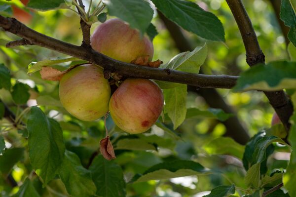 Что происходит с организмом, когда мы едим яблоки? - Sputnik Армения