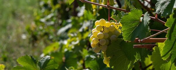 Виноградная лоза в общине Айгепар - Sputnik Армения