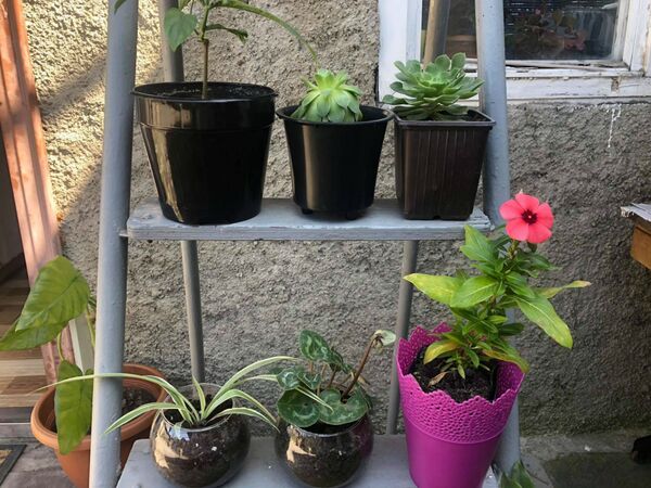 Цветы с сюрпризом: 17-летняя девушка из Гюмри открыла свой бизнес в период пандемии - Sputnik Армения