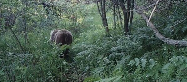 Գորշ արջը - Sputnik Արմենիա