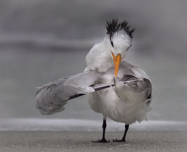 Снимок Tern tuning its wings фотографа Danielle D'Ermo, ставший финалистом конкурса 2020 The Comedy Wildlife Photography Awards - Sputnik Армения