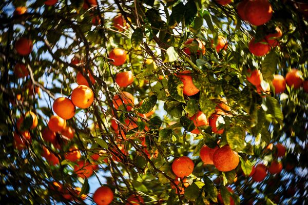 Ի՞նչ է կատարվում օրգանիզմում, երբ նարինջ ենք ուտում - Sputnik Արմենիա