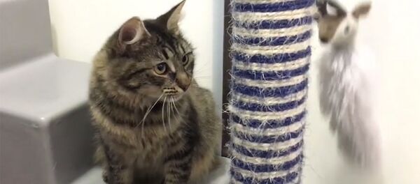 Самая одинокая кошка Великобритании - Sputnik Армения