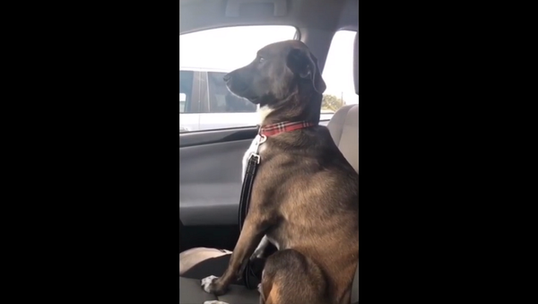 Собака обиделась на хозяйку за визит к стоматологу – забавное видео - Sputnik Армения
