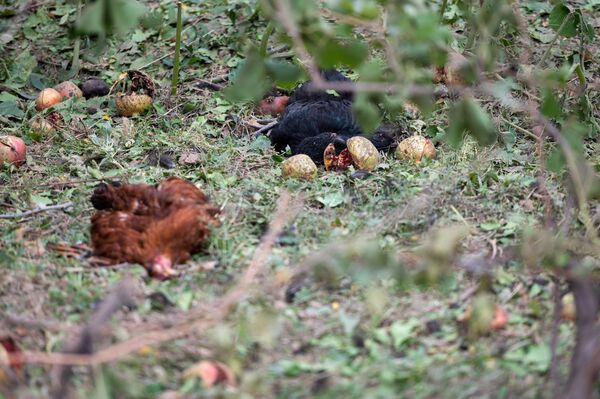 Раненый Мартуни: репортаж из города, в котором погибли женщина и ребенок - Sputnik Армения