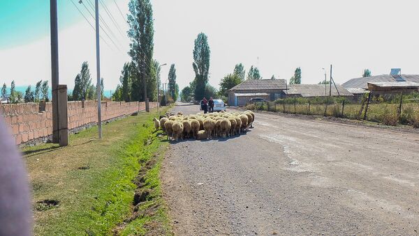 Стадо овец в селе Норакерт - Sputnik Արմենիա
