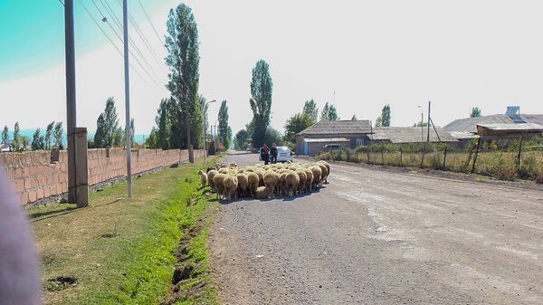 Стадо овец  - Sputnik Армения