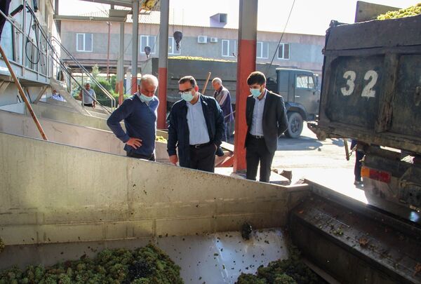 Спасти виноград: министр ознакомился с вопросами закупа урожая в Армении - Sputnik Армения