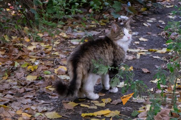 «Սիրտս պայթում է». ինչ նամակ է գրել գերեվարված Ազնիվը «Սիրտս պայթում է». ինչ նամակ է գրել գերեվարված Ազնիվը - Sputnik Արմենիա