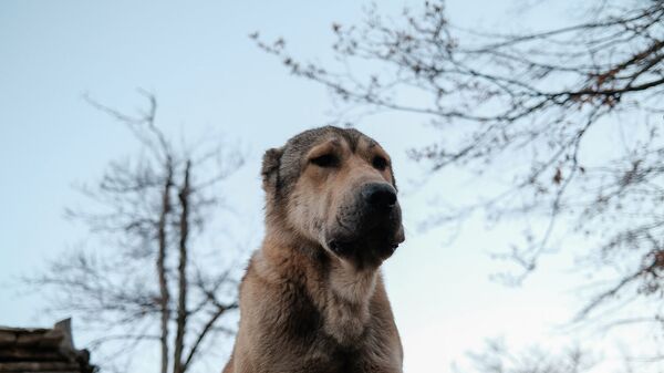 Собака на передовой - Sputnik Армения