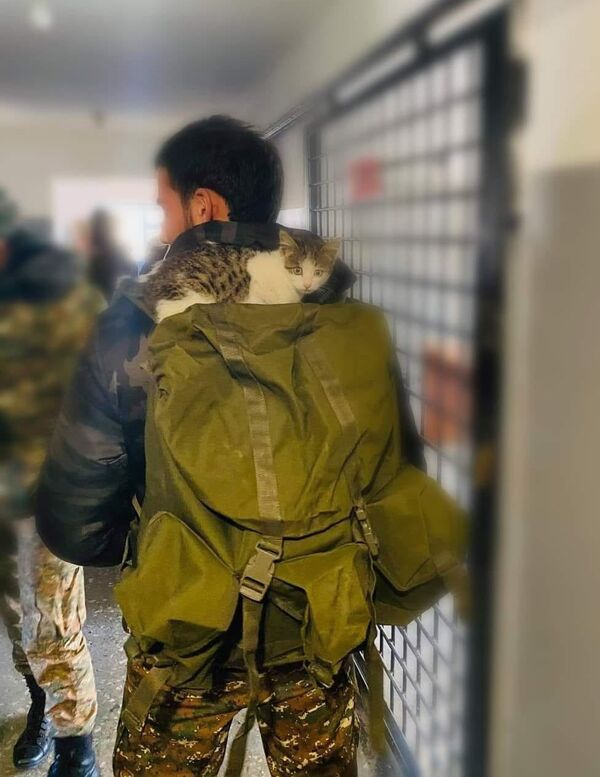 Հայկական բանակի կատուներն ու շները, կամ ինչպես է առաջնագծում փրկում ընկերությունը Հայկական բանակի կատուներն ու շները, կամ ինչպես է առաջնագծում փրկում ընկերությունը - Sputnik Արմենիա