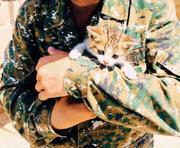 Հայկական բանակի կատուներն ու շները, կամ ինչպես է առաջնագծում փրկում ընկերությունը Հայկական բանակի կատուներն ու շները, կամ ինչպես է առաջնագծում փրկում ընկերությունը - Sputnik Արմենիա